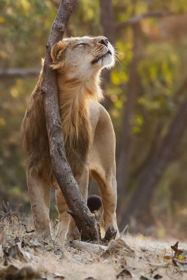 The Postcard Gir Wildlife Sanctuary Hotel Sasan Gir Exterior foto